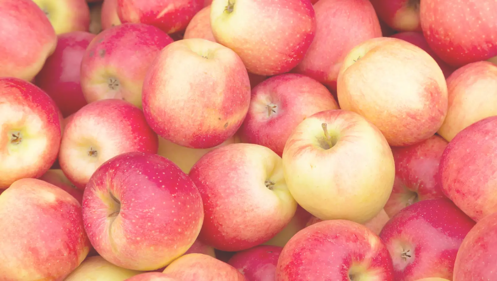 Pommes monodiète - régime alimentaire
