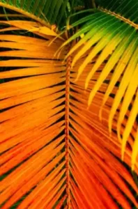 naturopathie-feuille-palme
