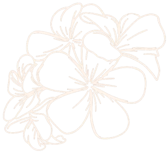 frangipane flowers white